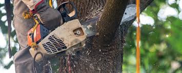 Tree and Shrub Care in Shullsburg, WI