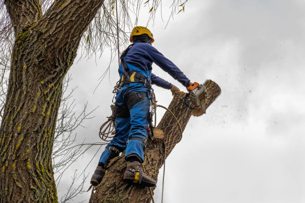 Trusted Shullsburg, WI Tree Services Experts