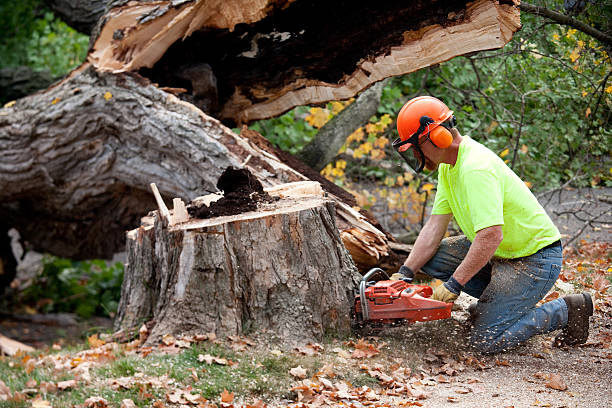 Best Arborist Consultation Services  in Shullsburg, WI