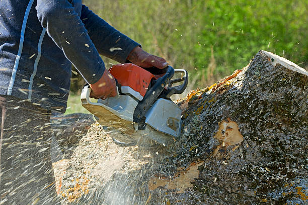 Best Tree and Shrub Care  in Shullsburg, WI